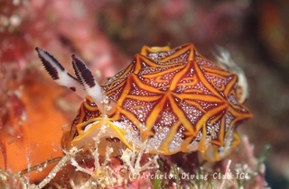 mozaiku240828-s.jpg