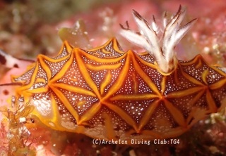 mozaiku240911-s.jpg