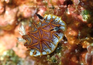 mozaiku241104-nn.jpg