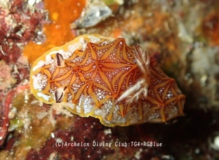 mozaiku250116-y.jpg