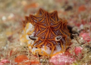 mozaiku250126-y.jpg