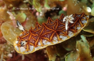 mozaiku250409-y.jpg