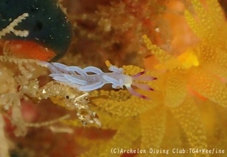 mukademino240620-n.jpg
