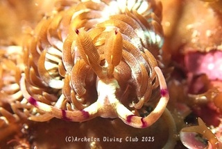mukademino250319-s.jpg