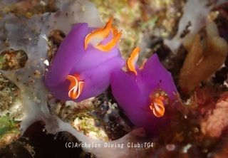 murasaki240709-tare.jpg