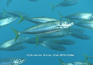 muro200201-01.jpg