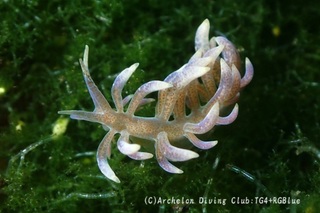murotomino250401-y.jpg