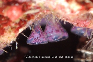 nagasakinina241124-y.jpg