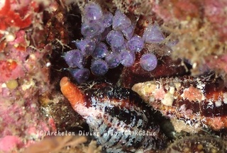 nagasakinina241209-y.jpg