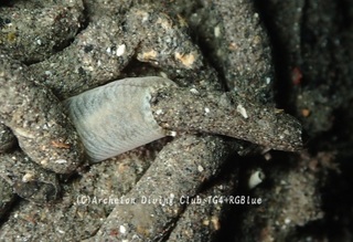 namako250109-k.jpg