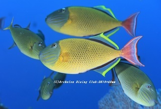 namemon200602-01.jpg