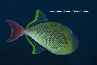 namemon210105-na.jpg