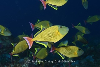 namemon240523-n.jpg