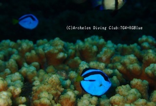 nanyouhagi240925-y.jpg