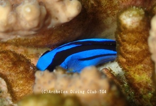 nanyouhagi241204-y.jpg