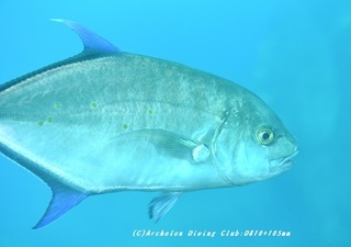 nanyoukaiwari230904-nk.jpg