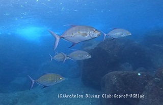 nanyoukaiwari250105-n.jpg