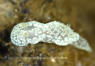 nashiji240411-n.jpg