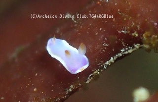 nazo241209-y.jpg