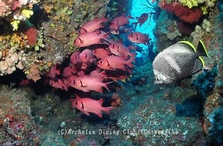 nazu240328-n.jpg