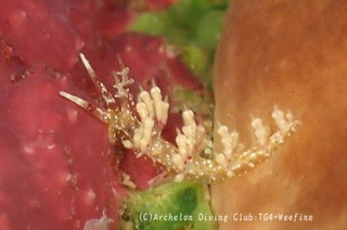 neaka240624-s.jpg