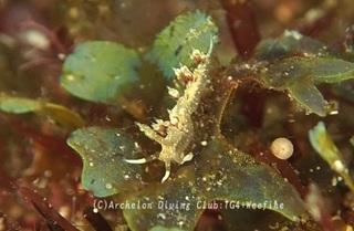 neakamino231213-y.jpg