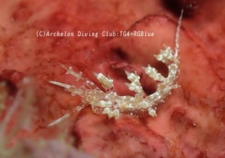 neakamino241029-y.jpg