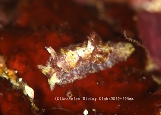 nekojita240613-n.jpg