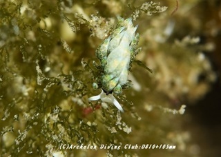 neonmo190705-01.jpg
