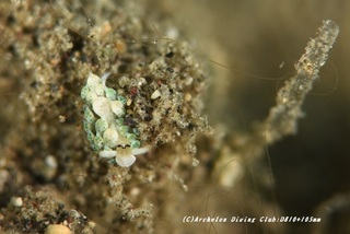 neonmo200903-01.jpg