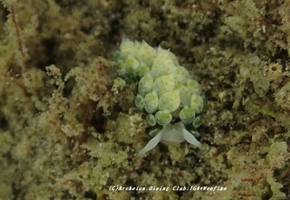neonmo201231-ka.jpg