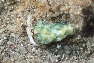 neonmo241101-k.jpg