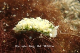 neonmo241110-k.jpg
