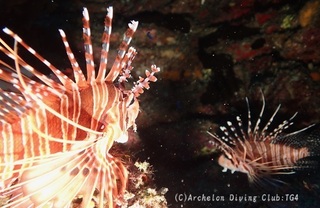 nettaimino240817-y.jpg