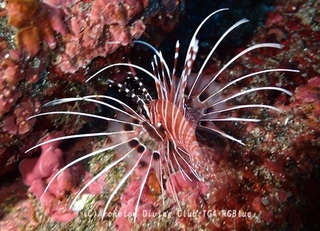 nettaimino250207-s.jpg