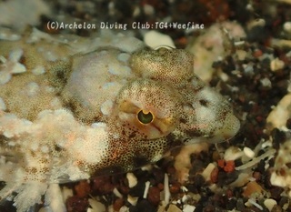 nezuppo240108-y.jpg
