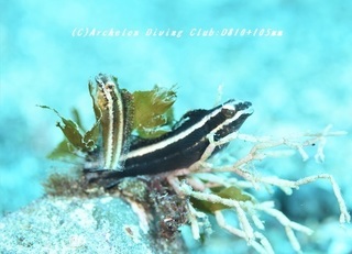 nijiginpo180827-02.jpg