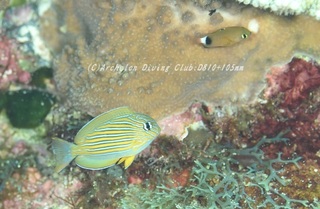 nijihagi230912-n.jpg