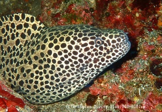 nisegoishi250307-y.jpg