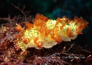 nishidomarihanagasa240410-y.jpg