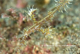 nishikihurai210120-ya.jpg