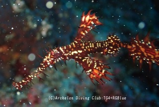 nishikihurai250116-y.jpg