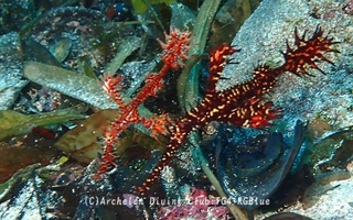 nishikihurai250127-y.jpg
