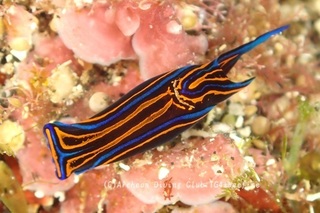 nishikitsubame240419-n.jpg