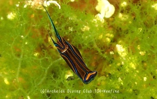 nishikitubame240625-s.jpg