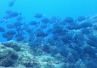 nizadai230902-zomi.jpg