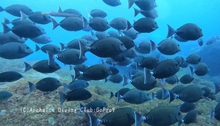 nizadai240225-n.jpg
