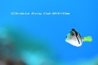 nokogiri181117.jpg