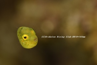 nokogiri230802-s.jpg