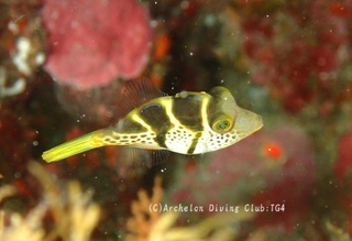 nokogiri240709-zomi.jpg